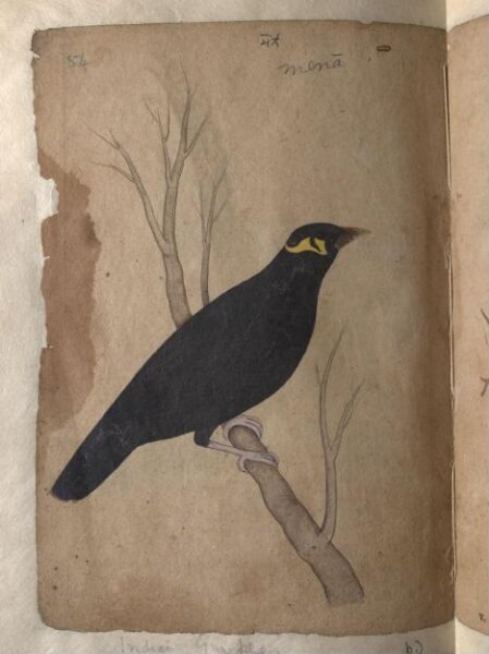 Unknown, Depictions of a Domestic pigeon and Indian grackle of Northern India