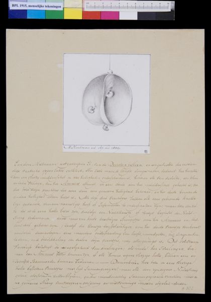 M Houtman, Embryo