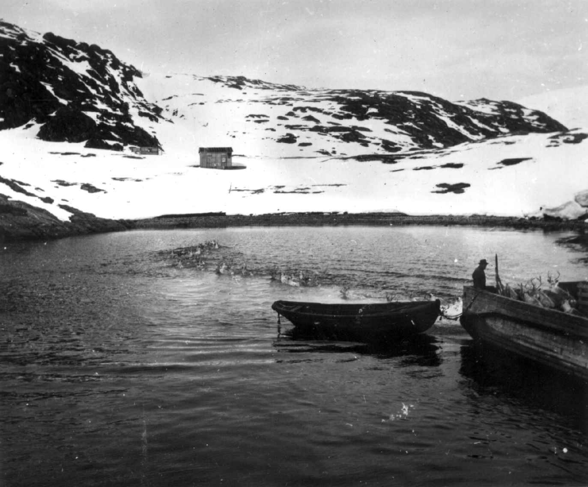 Virginia Raymond Davidson, Vårflytting av Sara og Kemis reinsdyr til Seiland, dyrene svømmer i land fra fergen. Mai 1961.