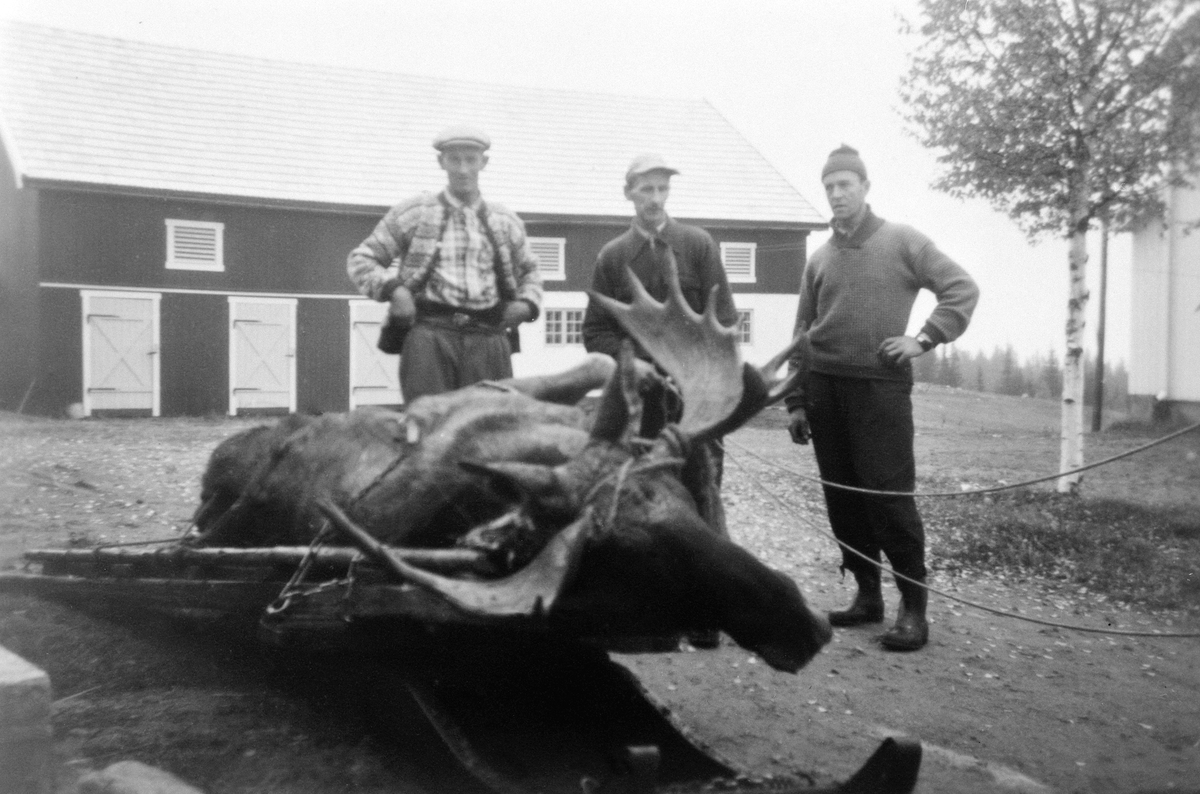 Anno Domkirkeodden, ELGJAKT, ELGEN KJØRES FRAM PÅ SLÆP, (SLEP), PÅ TUNET PÅ ØSTGJERDINGEN. FRA VENSTRE OSKAR HOLTET, KARL LØVLIEN OG JOHAN GRØNVOLD. CA. 1954.