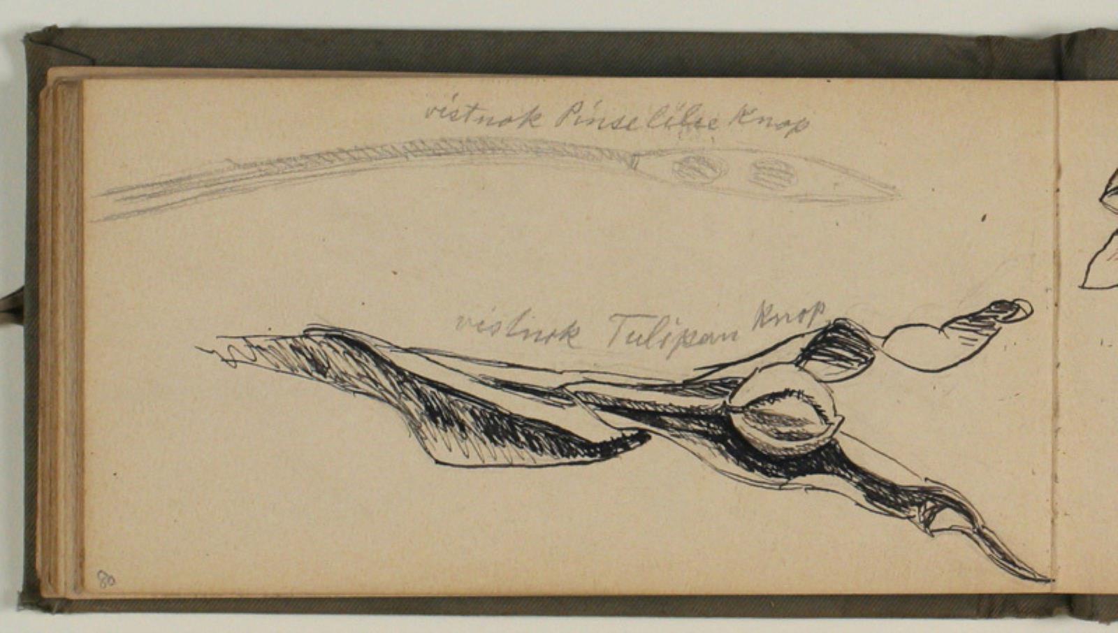 Niels Larsen Stevns, Studier af tulipan knopper med artsangivelse