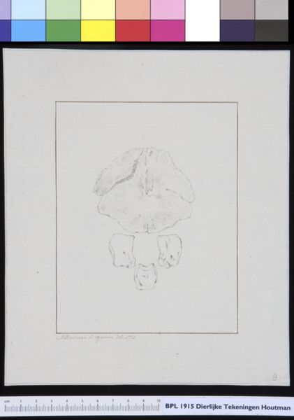 M Houtman, Animals: bones