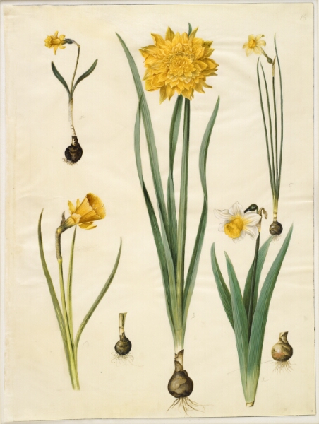 Hans Simon Holtzbecker, Narcissus pseudonarcissus minor; Narcissus pseudonarcissus (påskelilje); Narcissus ×tenuior; Narcissus bulbocodium (krinoline-narcis); Narcissus pseudonarcissus bicolor (tofarvet påskelilje)