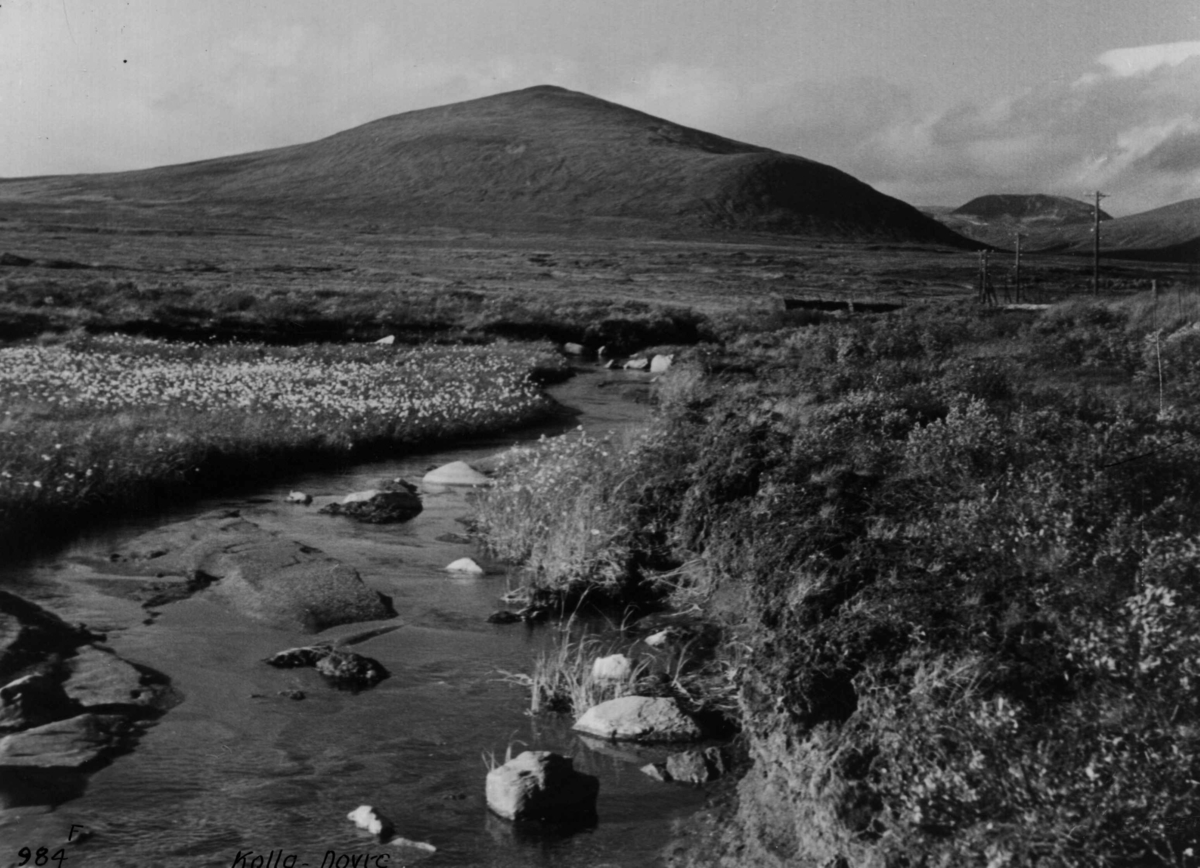 Anders Beer Wilse, Dovrefjell, Fjellvidde, Fjellbekk, Kolla