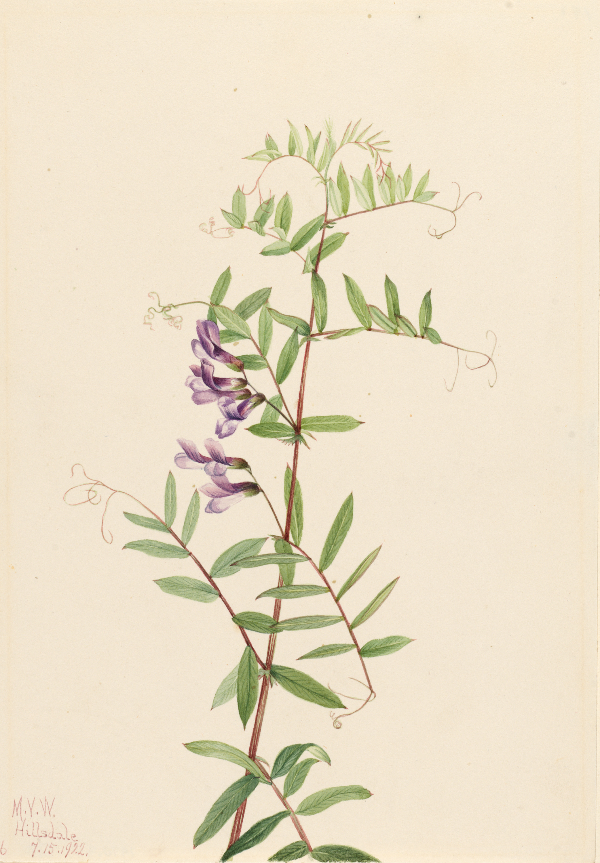 Mary Vaux Walcott, American Vetch (Vicia americana)