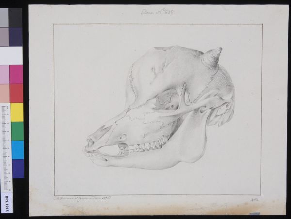 M. Houtman, Skull of a hydrocephalic calf