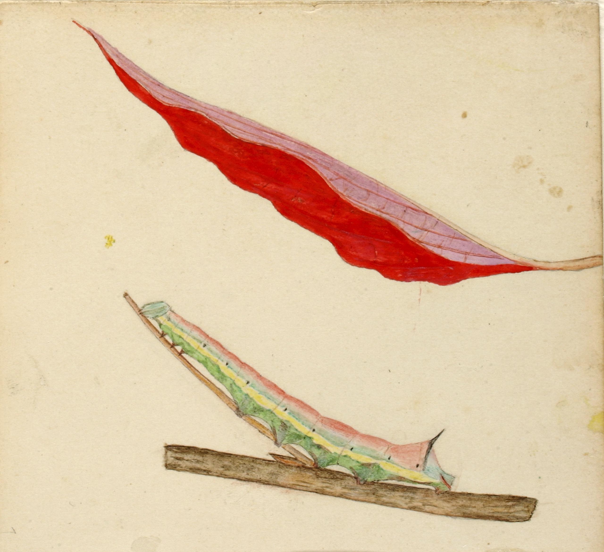 Gerald H. Thayer, "Mirror-Back" Caterpillar, study for book Concealing Coloration in the Animal Kingdom