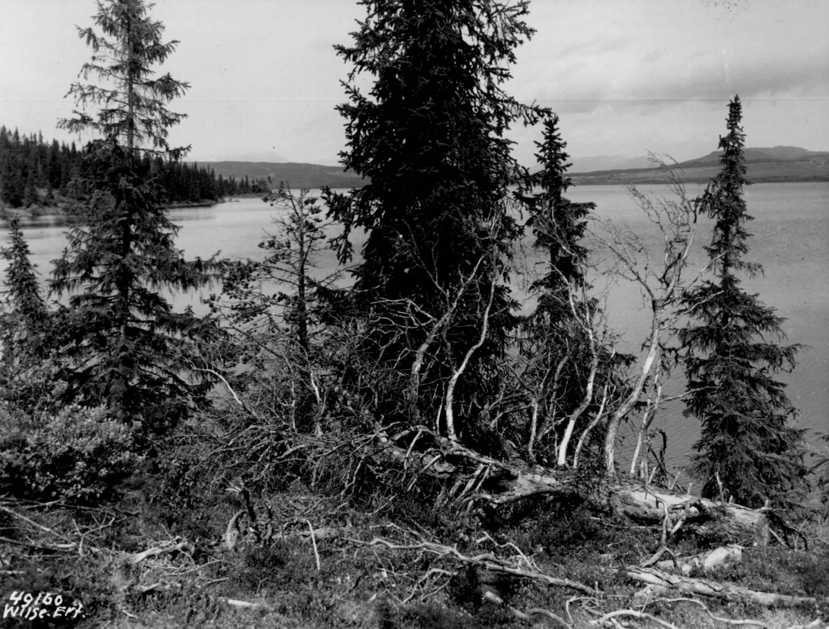 Anders Beer Wilse, Landskap, skog.