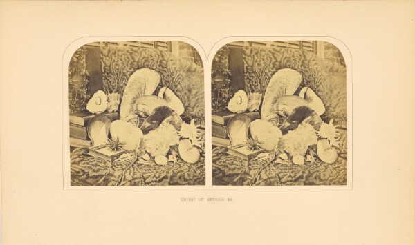 Unknown, Group of Shells, et cetera