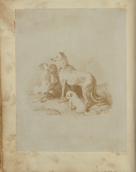 Unknown, [A Group of Five Dogs]