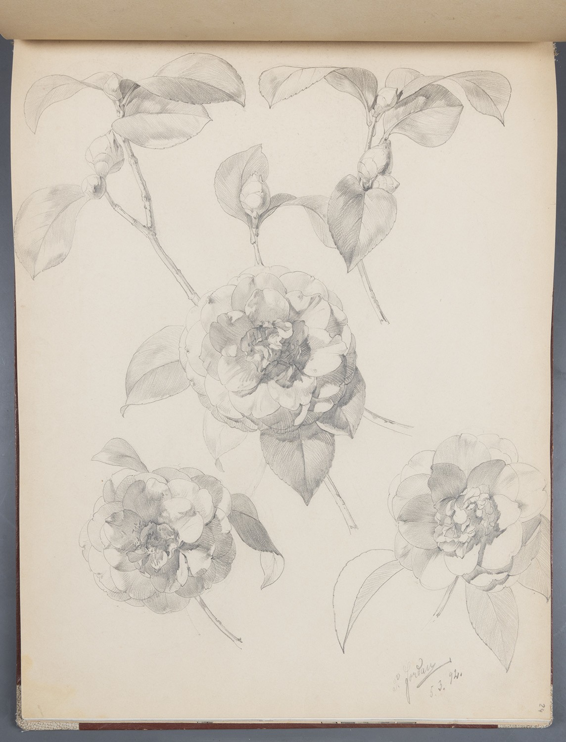 Paul Jordan, Blumen: Pfingstrosen