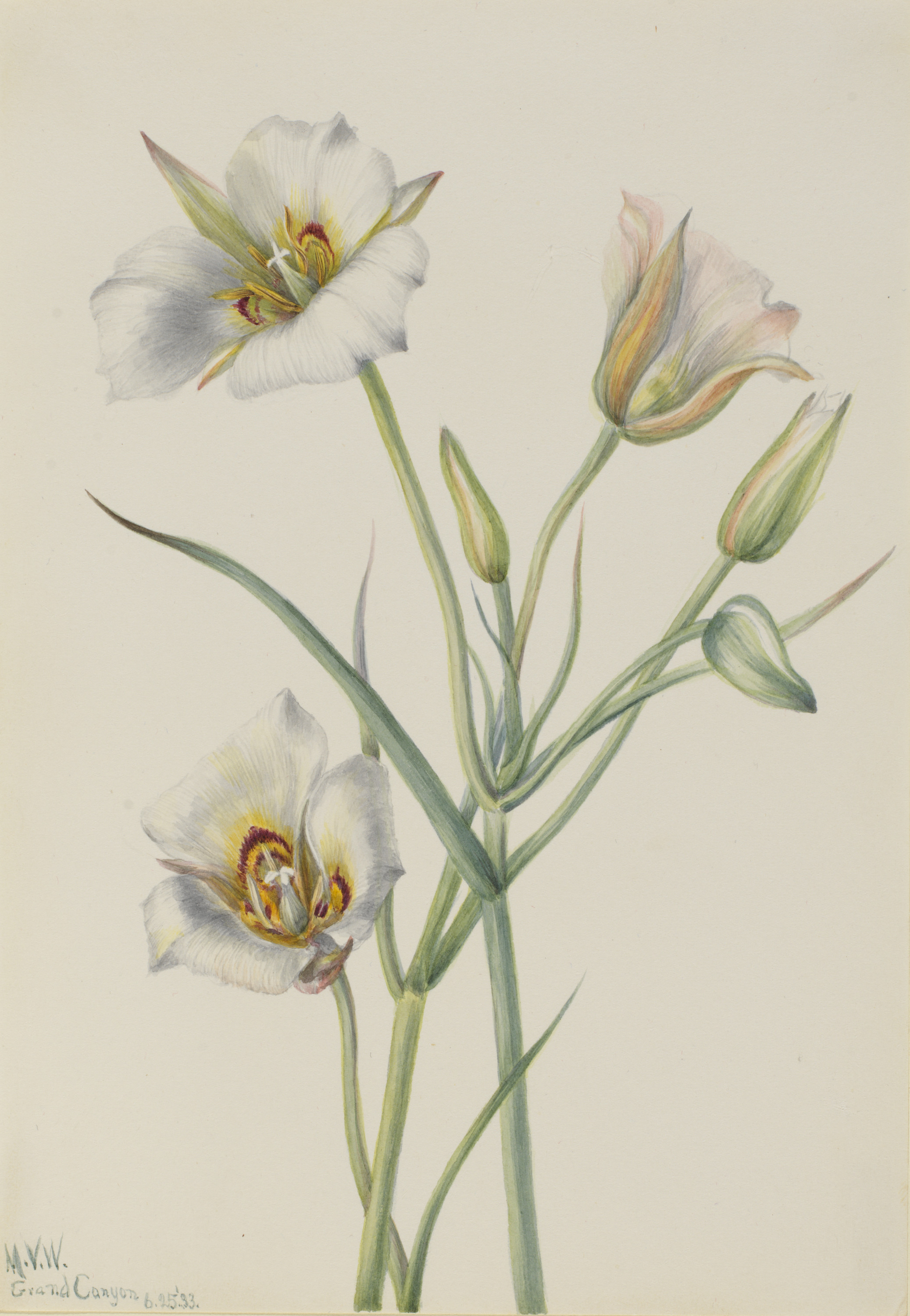Mary Vaux Walcott, Sego Lily (Calochortus nuttallii)