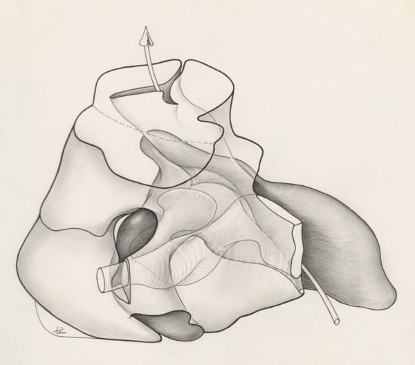 J Tinkelenberg, Tissue of the human embryo