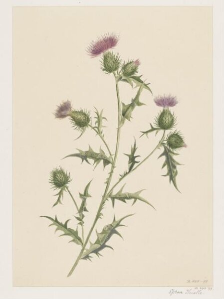 Unknown, Drawing