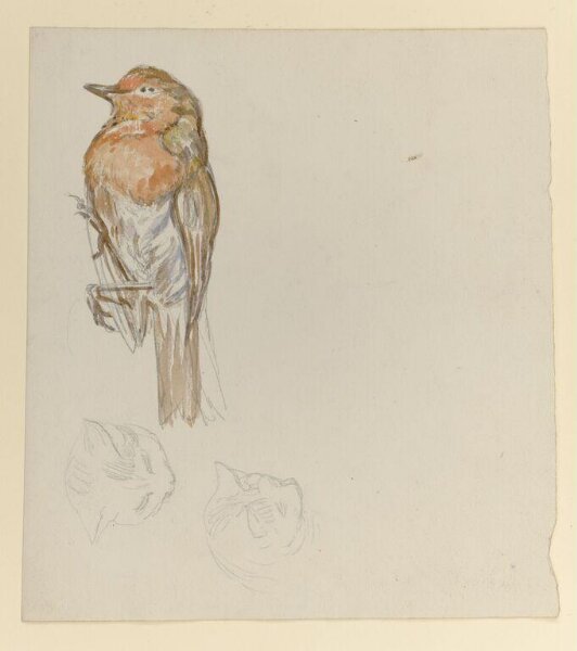 Potter, Beatrix, Drawing