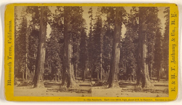 Edward and Henry T. Anthony & Co., The Sentinels. Each over 300 ft. high, about 23 ft. in diameter. Entrance to Grove. [Mammoth Trees, California]