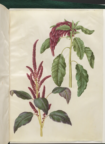 Hans Simon Holtzbecker, Amaranthus cruentus (rød amarant); Amaranthus caudatus (rævehale-amarant)