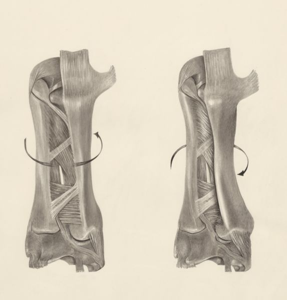 H.G Wetselaar, Muscular tissue of a lizards leg, seen from two sides