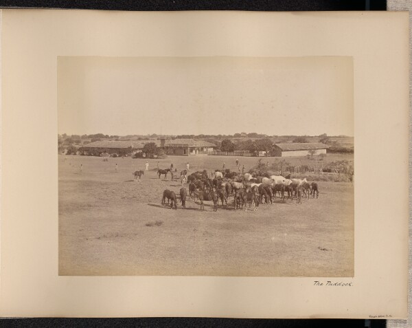 Unknown, The Paddock