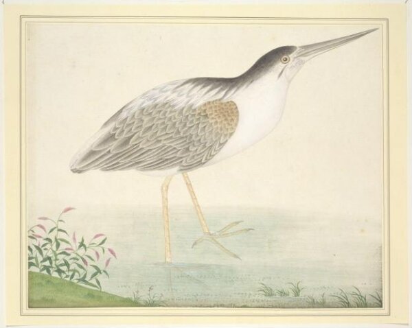 Unknown, Yellow Bittern