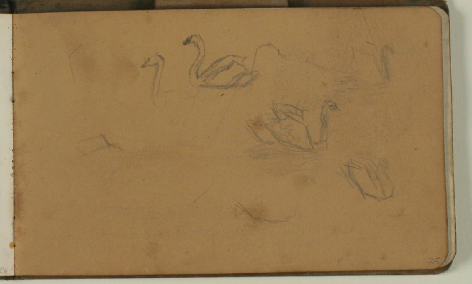 Niels Larsen Stevns, Studie af svaner
