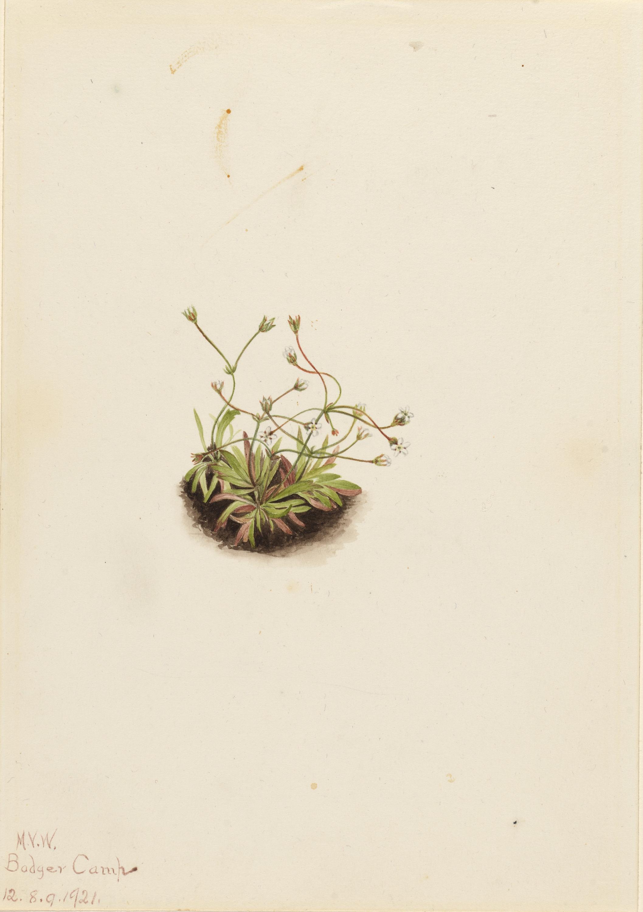 Mary Vaux Walcott, Pygmy Androsace (Androsace subumbellata)