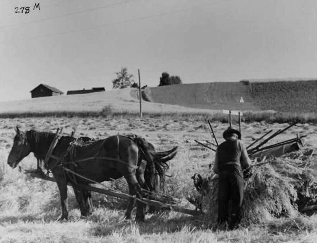 Anders Beer Wilse, -8023