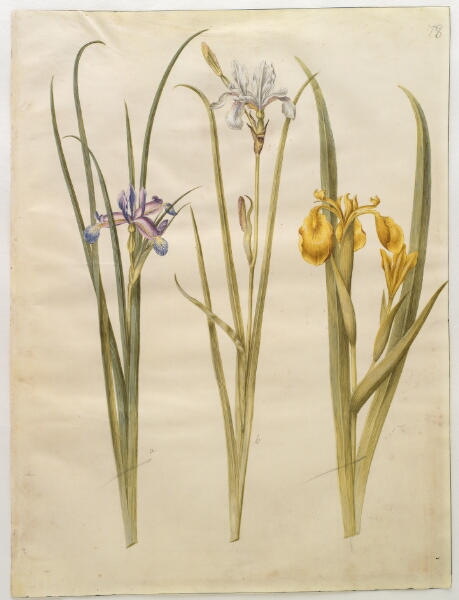 Hans Simon Holtzbecker, Iris graminea (græsbladet iris); Iris sibirica (sibirisk iris); Iris pseudacorus (gul iris)