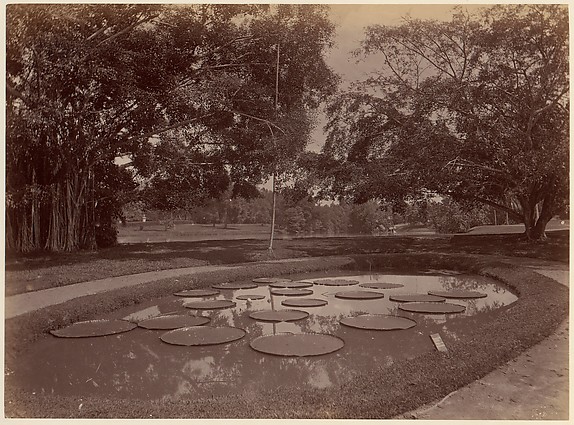 Unknown, Victoria Regia at Botanical Garden, Udaipur