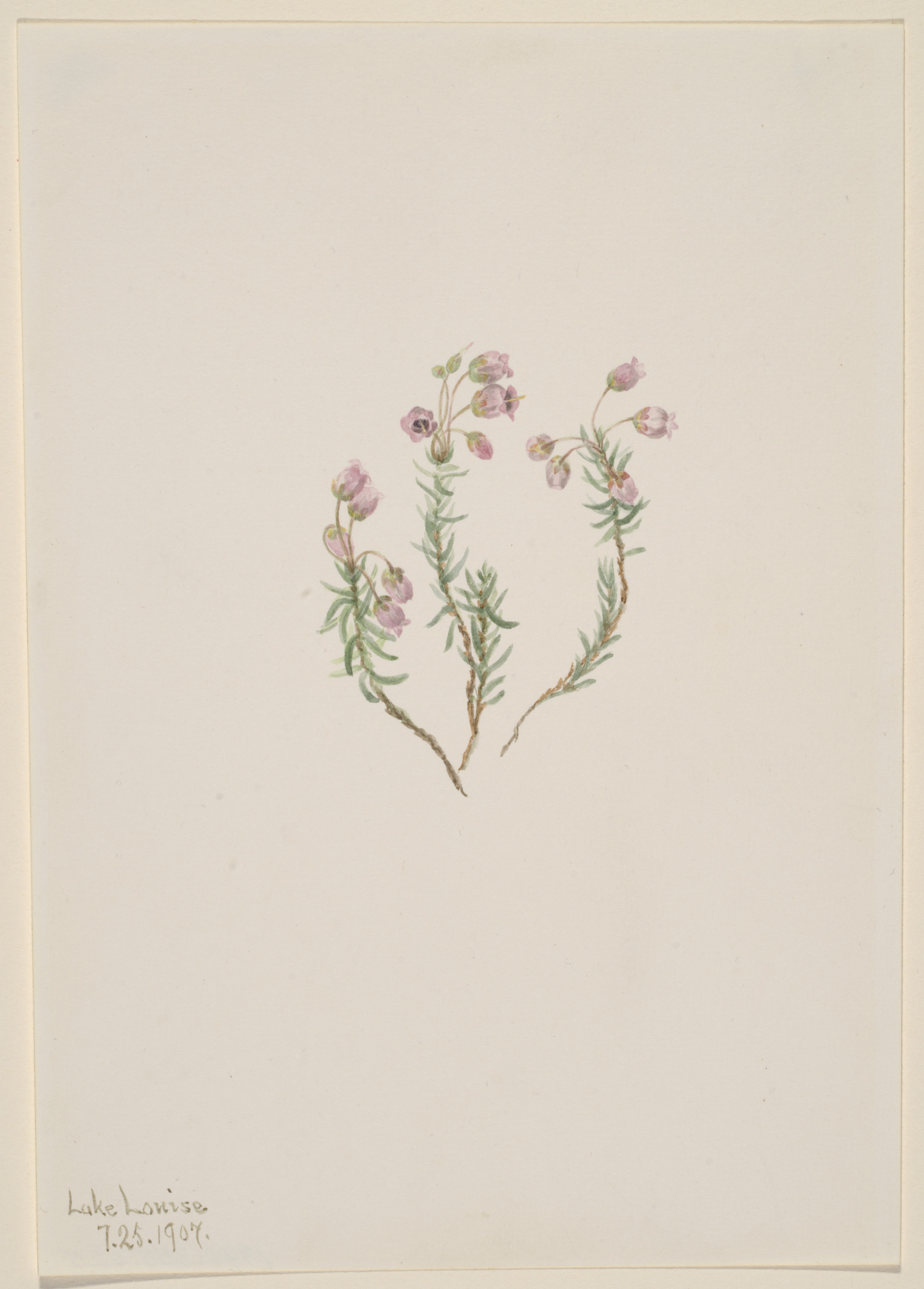 Mary Vaux Walcott, Heather (Phyllodoce intermedia)