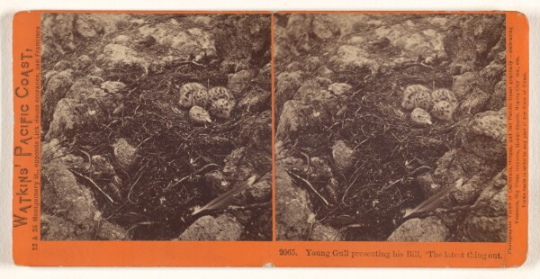 Carleton Watkins, Young Gull presenting his Bill, 'The latest thing out.' [Farallon Islands]