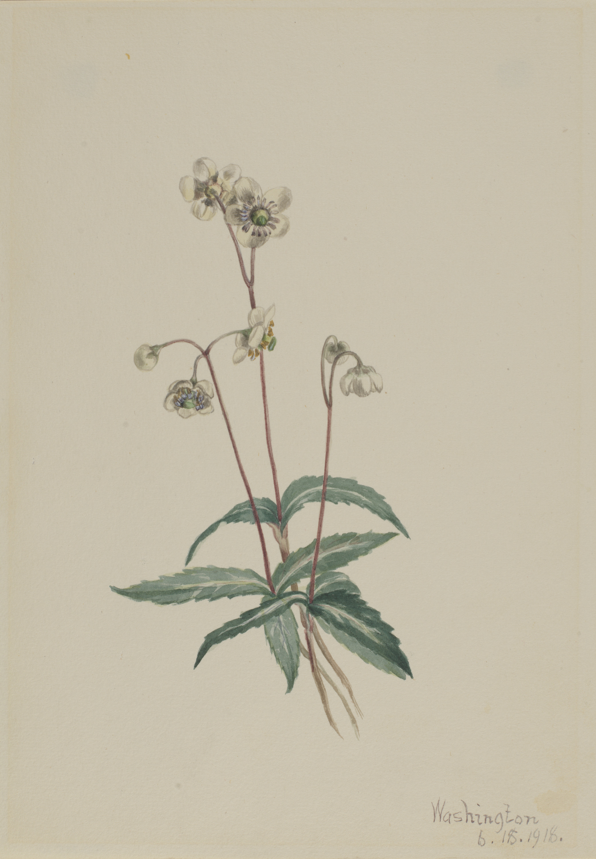 Mary Vaux Walcott, Spotted Pipsissewa (Chimaphila maculata)