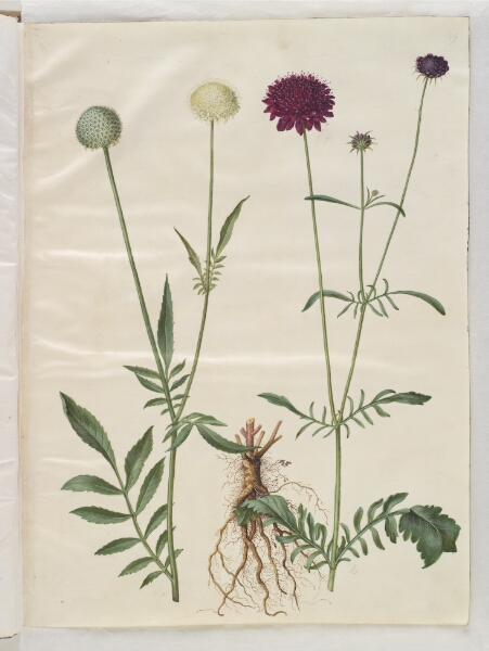 Hans Simon Holtzbecker, Cephalaria leucantha (hvid skælhoved); Scabiosa atropurpurea (enkeblomst)