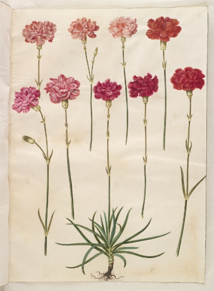 Hans Simon Holtzbecker, Dianthus caryophyllus (have-nellike)