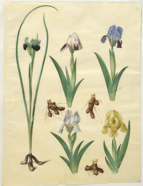 Hans Simon Holtzbecker, Hermodactylus tuberosus (hermesfinger); Iris pumila (lav iris) eller Iris lutescens (dværg-iris)