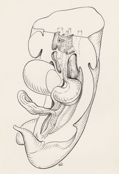 J Tinkelenberg, Tissue of the human embryo