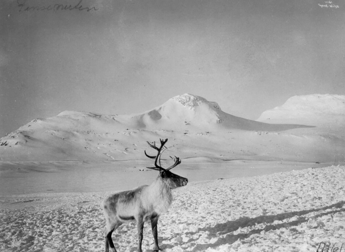 Anders Beer Wilse, Wilse original, Hardangervidda,Finsenuten