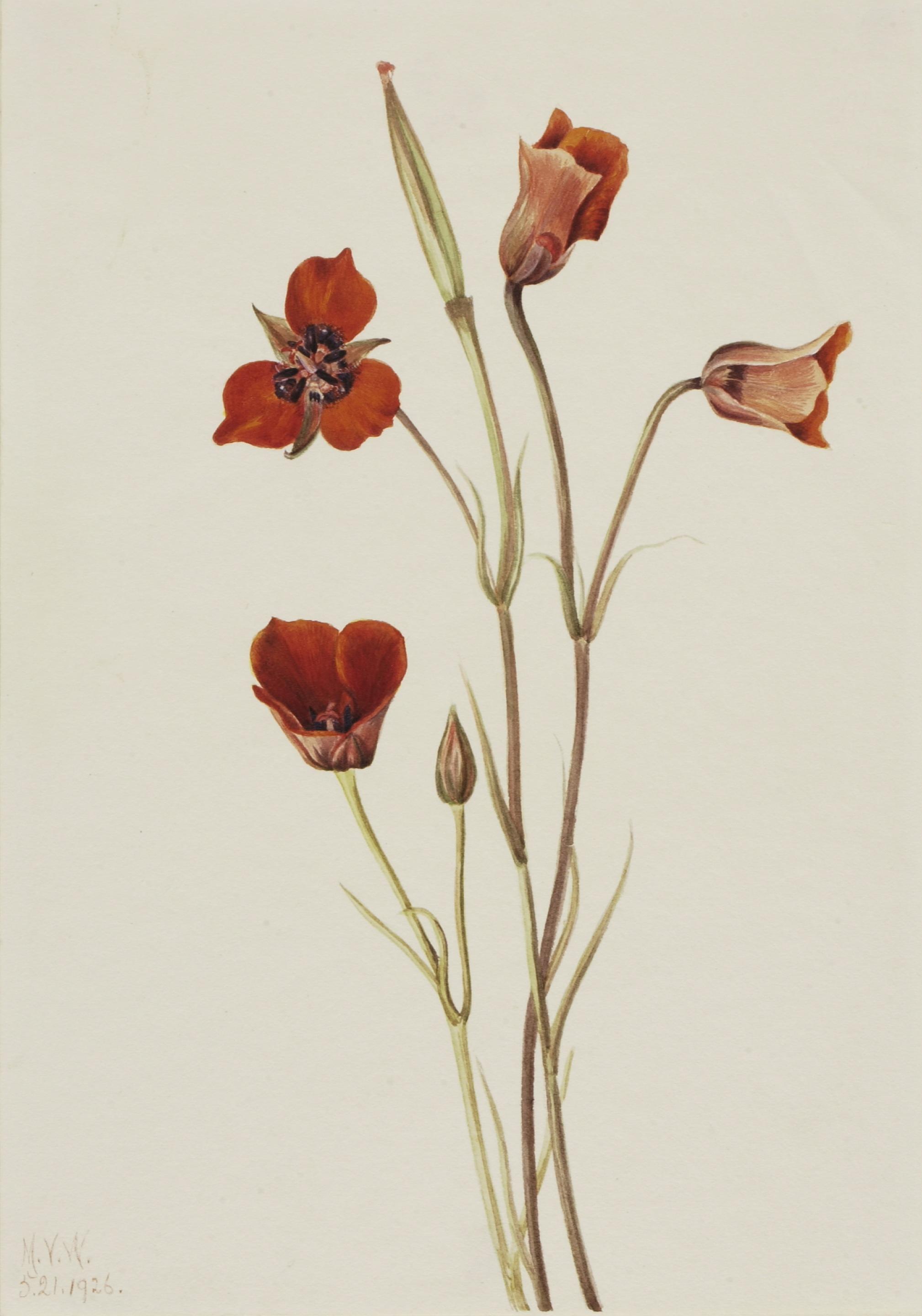 Mary Vaux Walcott, Scarlet Mariposa (Calochortus kennedyi)