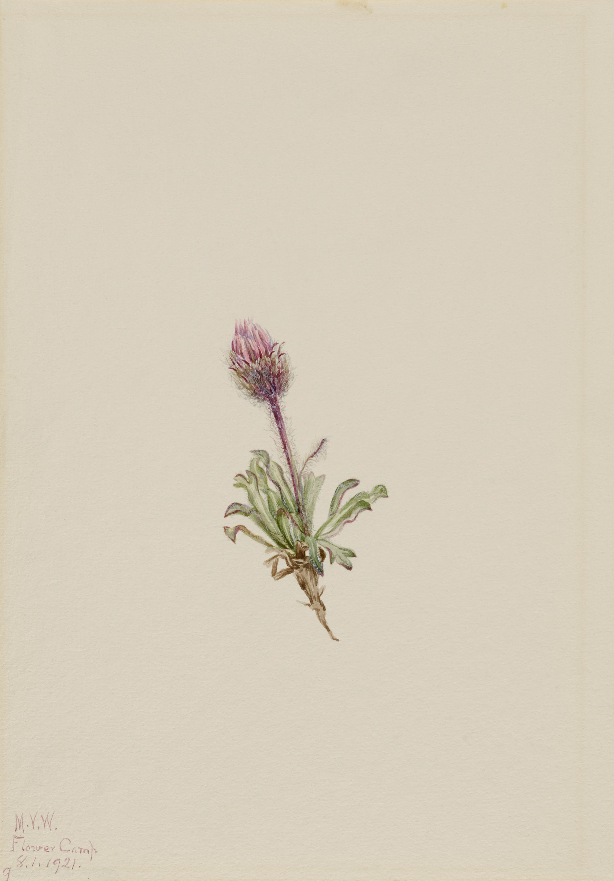 Mary Vaux Walcott, Woolly Fleabane (Erigeron lanatus)