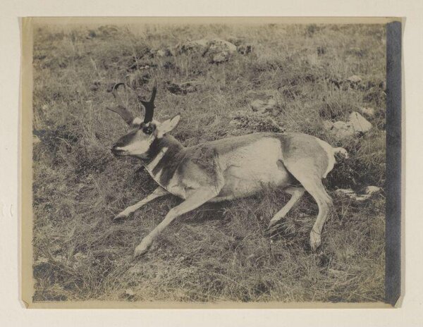 John Everett Millais, Photograph