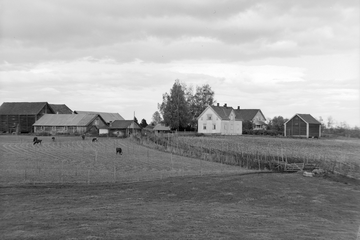 Anno Domkirkeodden, EKSTR: GARDSTUN, BERGE, LØTEN. KUER PÅ BEITE. GRESSER. Se Løtenboka, bind 1. Bygdeboka fra 1949, side 522