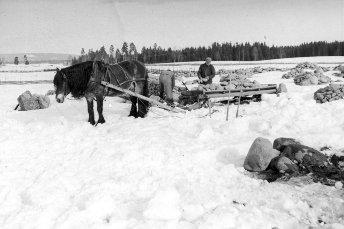 Anno Domkirkeodden, Dyri gard i Løten, Steinrydding. Rydding av ny åker, nybrott, nydyrking. Stein lastes på steinslede. Hest, hesteredskap. Ukjente gårdsarbeidere.