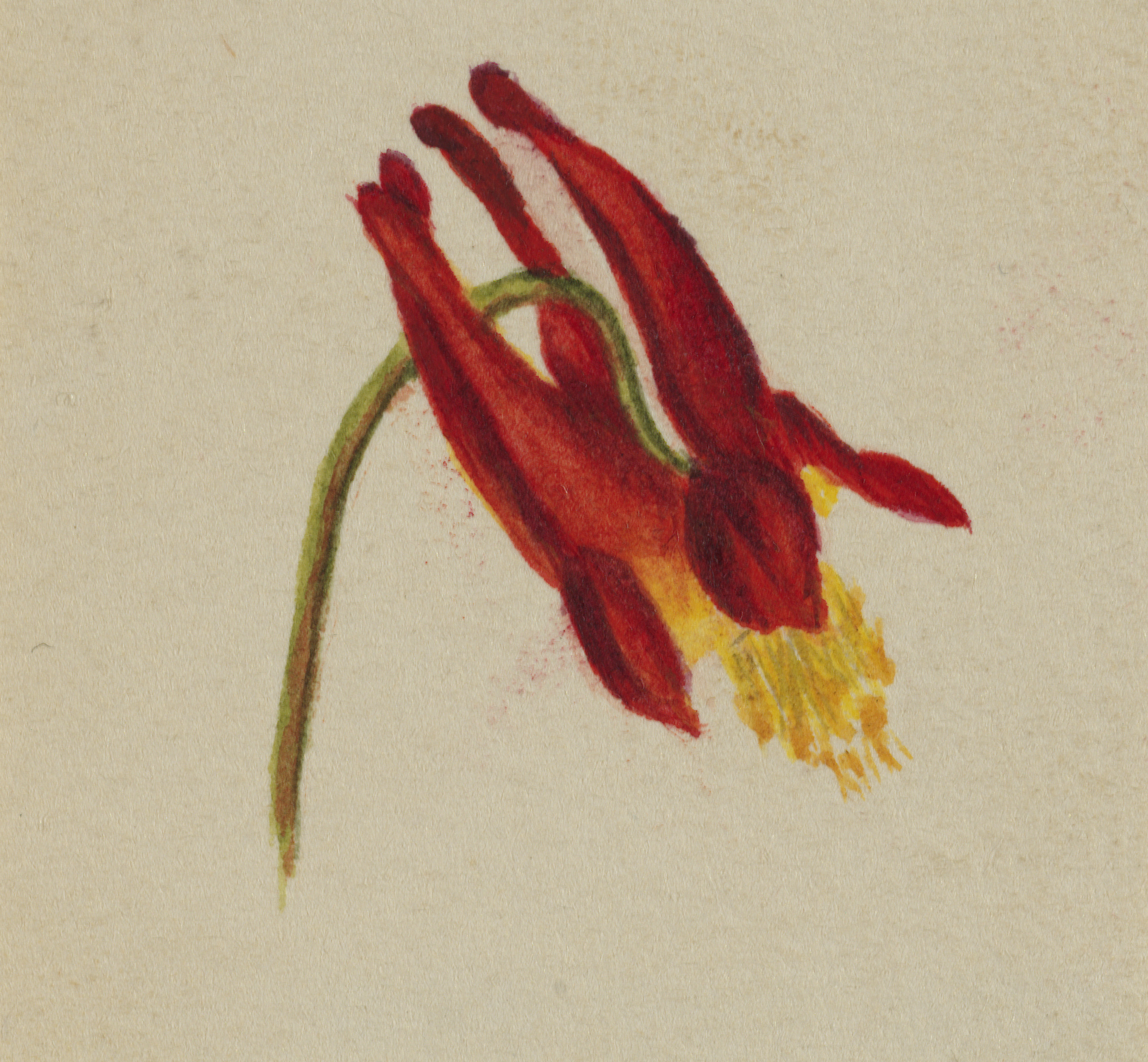 Mary Vaux Walcott, (Untitled)