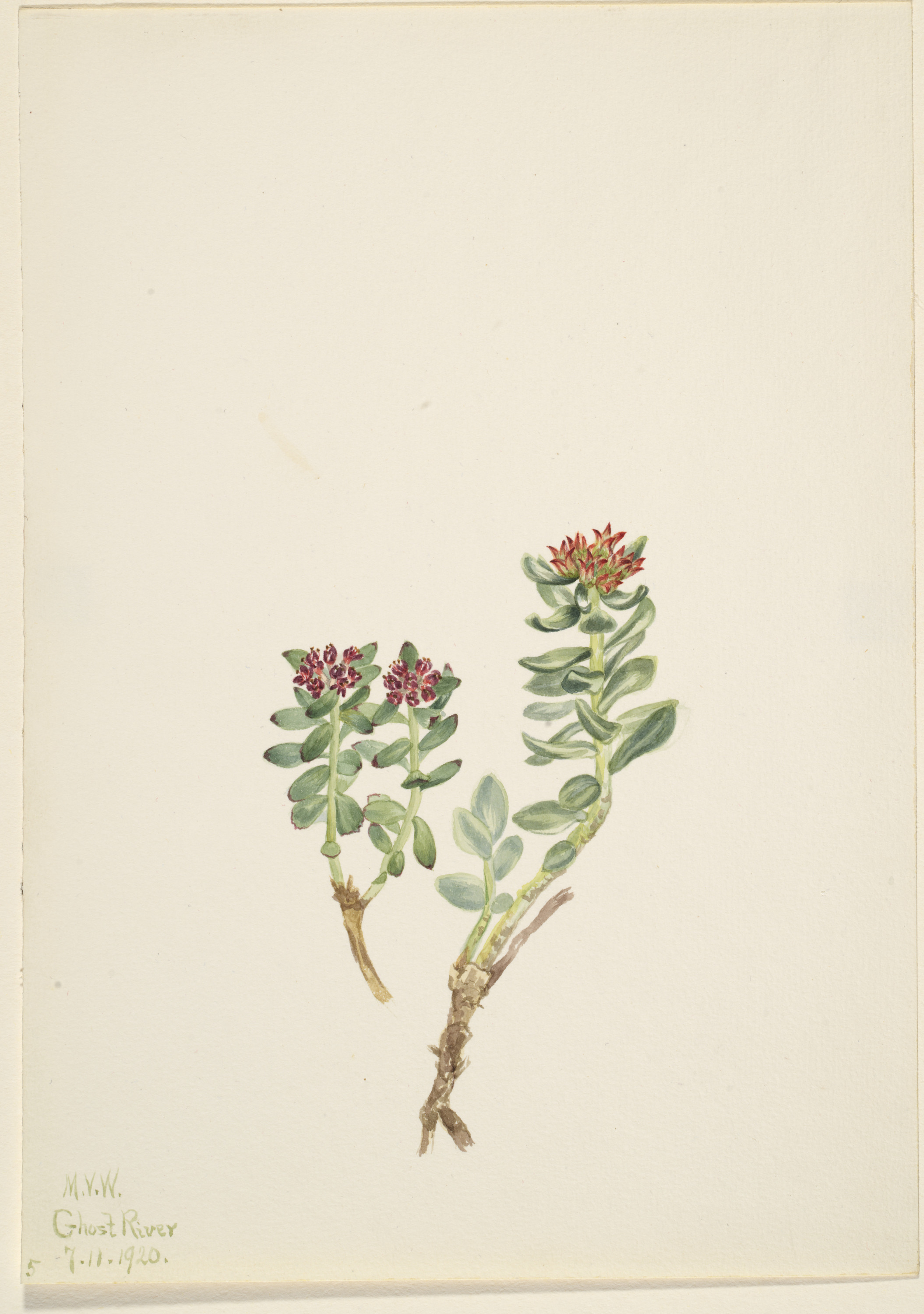 Mary Vaux Walcott, Sanifoiga adscendeus