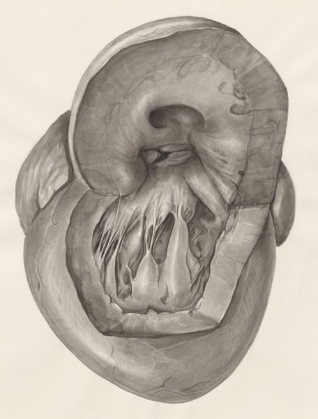 H.G Wetselaar, Heart
