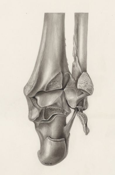 H.G Wetselaar, Musculoskeletal system of the lower extremity