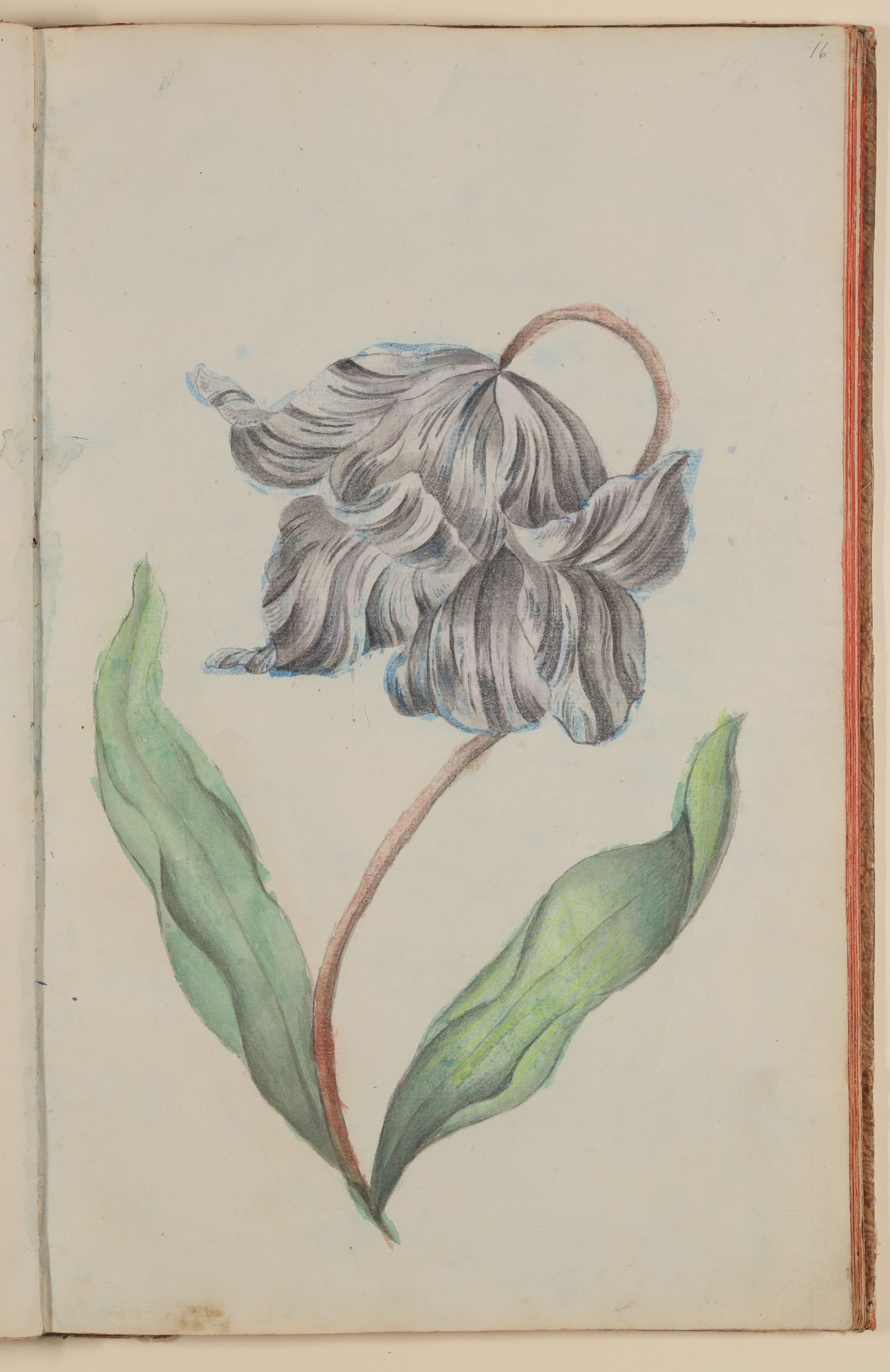 Marianne Franziska Seiffert von Klettenberg, Tulpe [aus einem Skizzenbuch der Marianne Franziska Seiffert von Klettenberg]