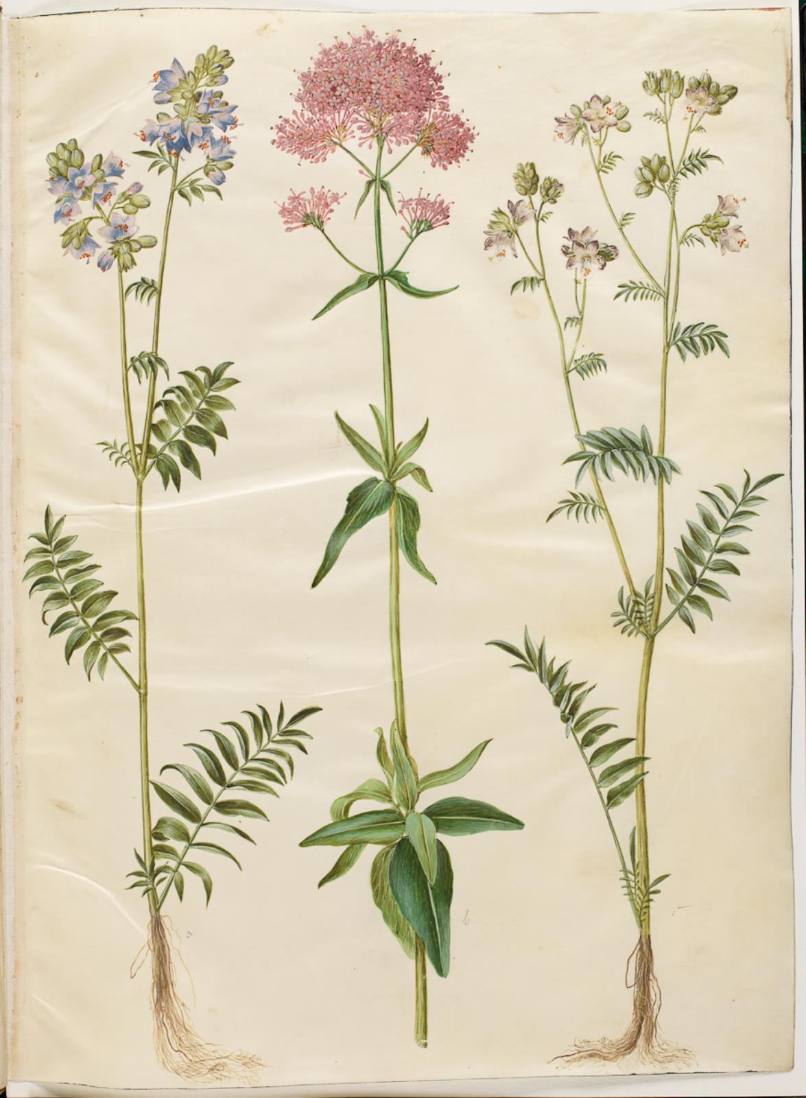 Hans Simon Holtzbecker, Polemonium caeruleum (almindelig jakobsstige); Centranthus ruber (rød sporebaldrian)