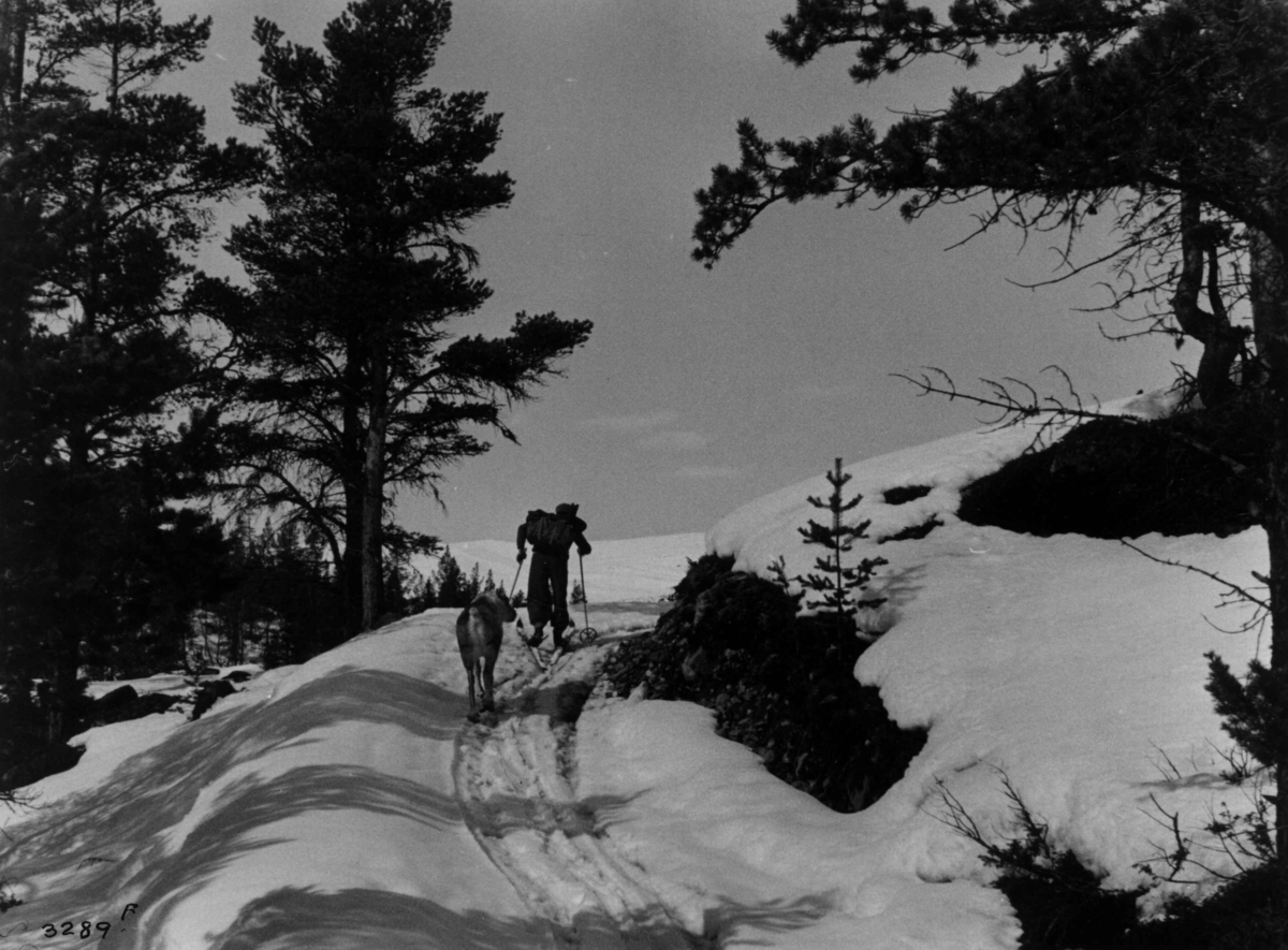 Anders Beer Wilse, Skiløper og reinsdyr ved Visdalen i Jotunheimen.