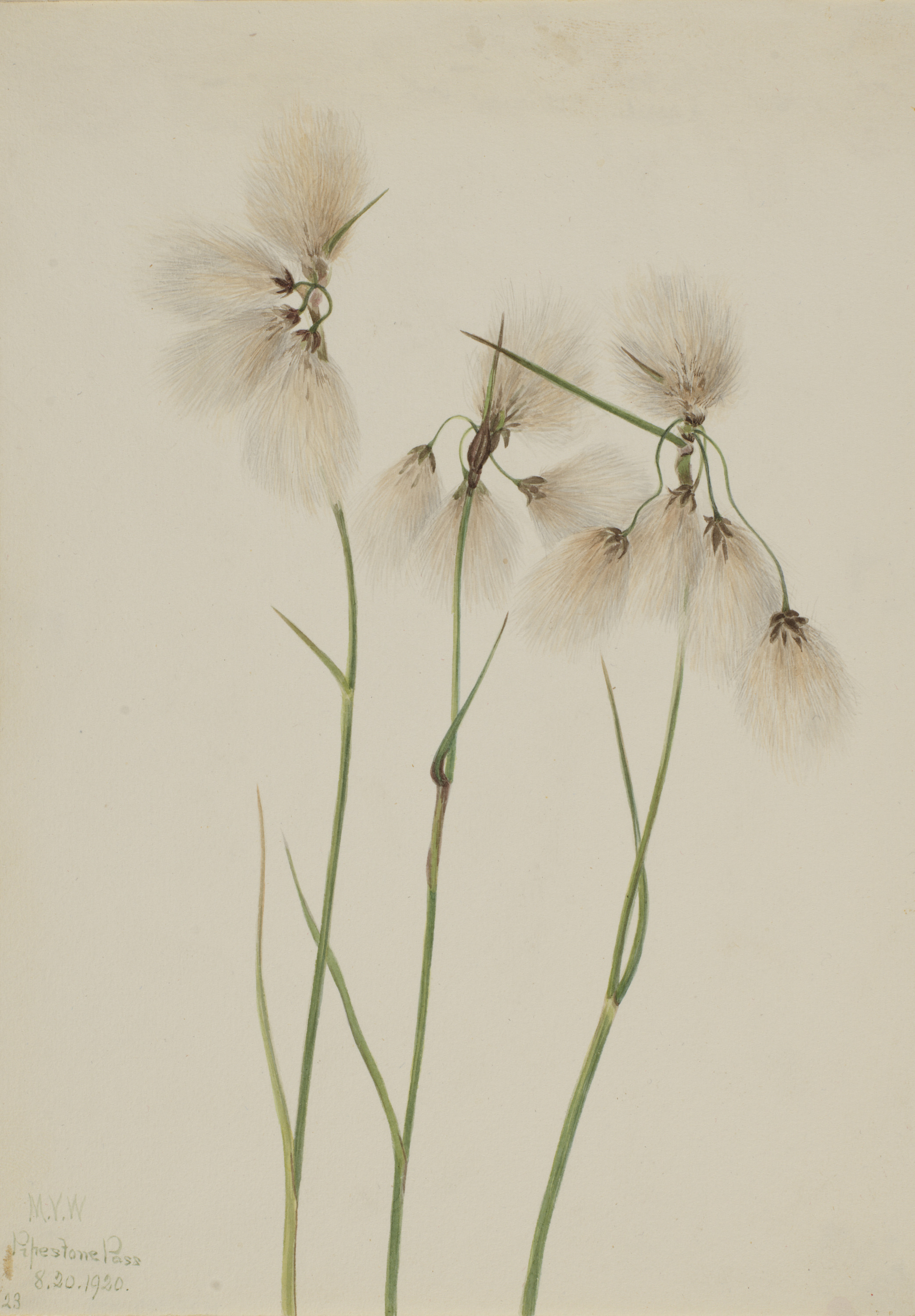 Mary Vaux Walcott, Tassel Cottongrass (Eriophorum angustifolium)